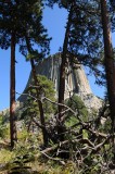 Devils Tower In the Trees.jpg