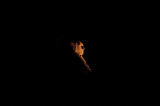 Night Mt Rushmore profile.jpg