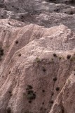 Badlands SD Trees.jpg