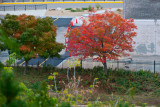 Minneapolis Trees in Color.jpg