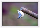 Nuthatch