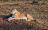 Mama looking for food