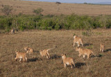 Here come the cubs