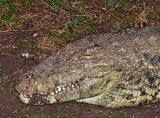 Nile Crocodile as seen from the Lodge bar