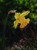 A Daffodil for St David