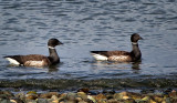 Black Brant Geese