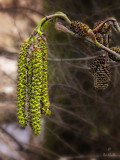 Catkins and Cones