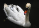 Swan and cygnets