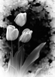 Tulips in Black and White