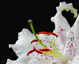 Oriental Lily