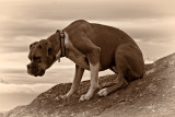 Whats that other dog doing on my beach