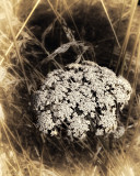 Queen Annes Lace in Grass