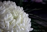 White Chrysanthemum