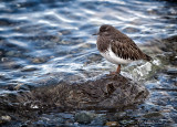 Black Turnstone 