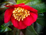 Camellia sasanqua Yuletide