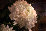 Chrysanthemum in Chantilly lace