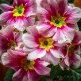 Primula 