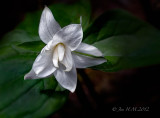 Trillium Ovatum Unfurling 