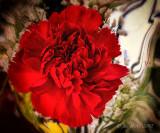 Red Carnation 