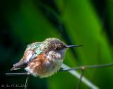 Baby Hummer