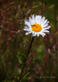 Daisy and Grass