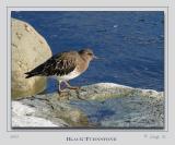 Black Turnstone