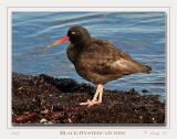 Black Oystercatcher