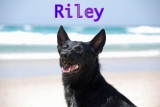 Riley 6 copy.jpg