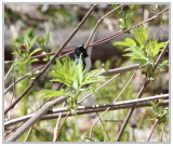 IMG_2463 Paruline bleue0001.jpg
