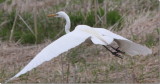 IMG_2631Gr. Aigrette0001.jpg