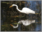 IMG_5501 Grande Aigrette0001.jpg