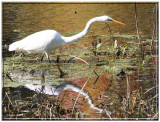 IMG_5681 Gr.Aigrette0001.jpg