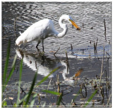 IMG_5672 Gr.Aigrette0001.jpg