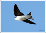 IMG_7002 Hirondelle bic.0001.jpg