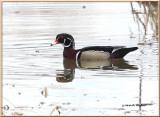 IMG_7294 Canard Branchu0001.jpg