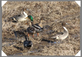 IMG_0816 Pilet et Colvert0001.jpg