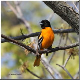 IMG_7864 Oriole0001.jpg