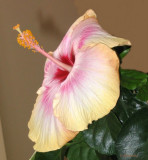 IMG_1162_Mon hibiscus spectaculaire PB.jpg