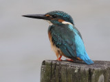 Kingfisher, Common