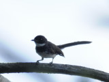 Fantail, Pied