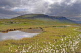 cottongrass landscape