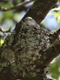 Blue-gray Gnatcatcher