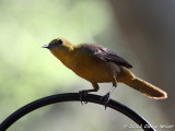 Hooded Oriole