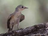 Lucys Warbler