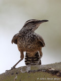 Cactus Wren