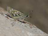 Uncas Skipper