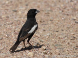 Lark Bunting