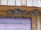 Cliff Swallow Nests