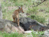 Coyote Cub