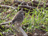 Vesper Sparrow